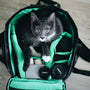 a cat sitting inside of a green backpack