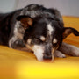 black and white short coated dog lying on yellow textile