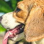 brown white and black beagle