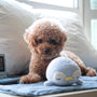 brown toy poodle on bed