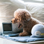 brown poodle puppy on white bed linen