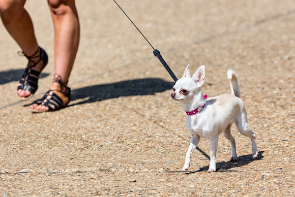 white chihuahua on brown sand during daytime