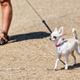 white chihuahua on brown sand during daytime