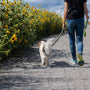 man in blue t-shirt and blue denim jeans walking with white dog on road during