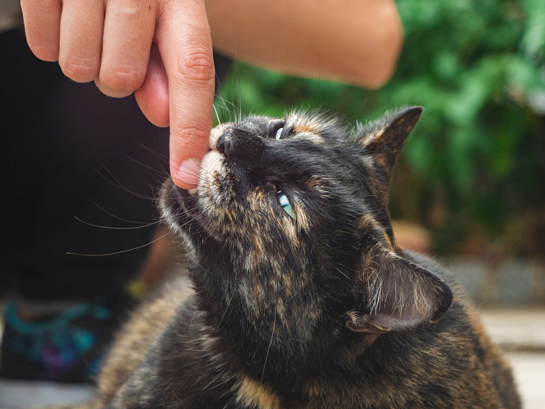 black and brown cat on persons hand