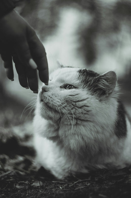 grayscale photo of person holding white and black cat