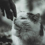 grayscale photo of person holding white and black cat