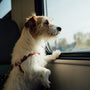 white and brown long coated dog sitting on car seat