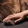 person holding brown fur textile