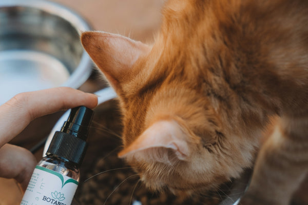 orange tabby cat drinking from black bottle