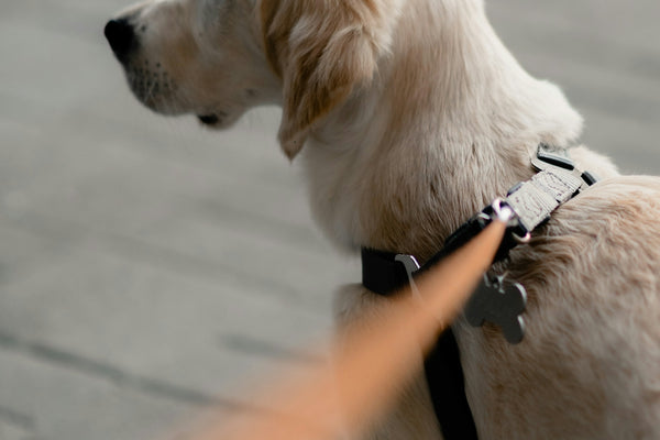 yellow labrador retriever with black leash