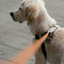 yellow labrador retriever with black leash
