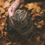 brown tabby cat on persons hand