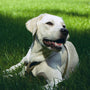 yellow labrador retriever puppy on green grass field during daytime