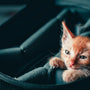 orange tabby cat on black leather car seat