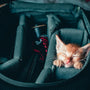 orange tabby kitten on black leather bag