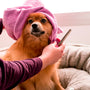 brown pomeranian wearing pink towel