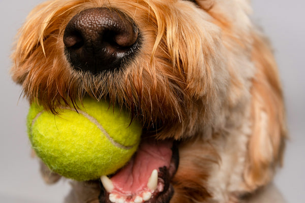 white and brown long coated dog playing tennis ball