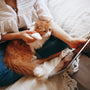 orange and white tabby cat on persons lap