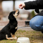 person in blue denim jeans holding black and white short coated small dog