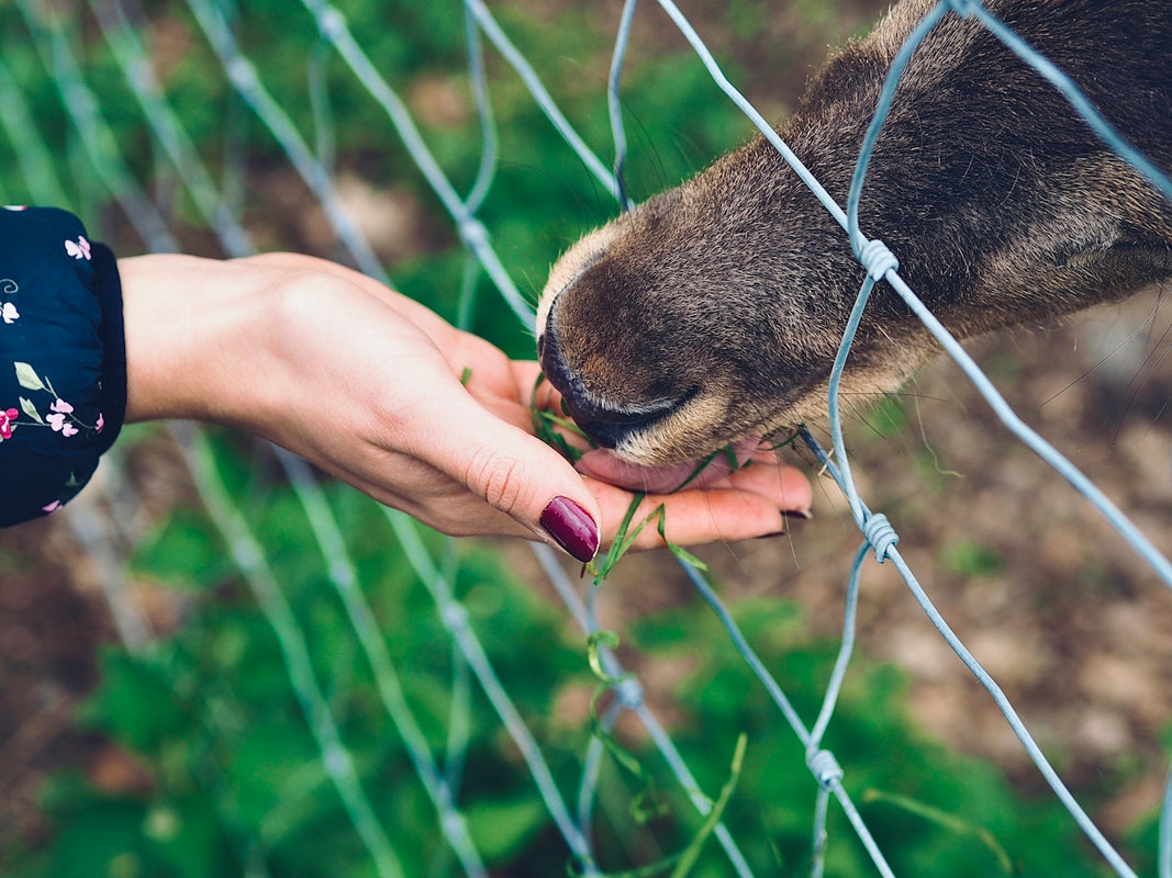 brown and black animal on gray metal fence during daytime