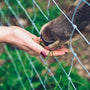 brown and black animal on gray metal fence during daytime