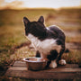 black and white cat on brown wooden table