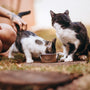 black and white cat on brown grass field