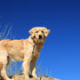 golden retriever on brown rock under blue sky during daytime