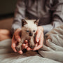person holding white and brown kitten