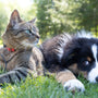 a dog and a cat laying in the grass