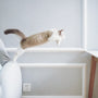 white and brown cat on white wooden shelf