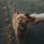orange tabby cat on persons hand