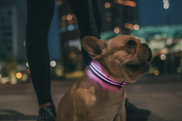brown pug with pink leash