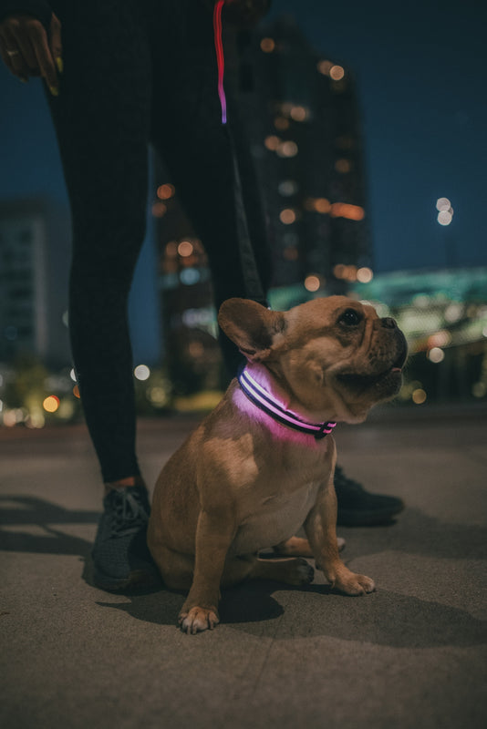 brown pug with pink leash