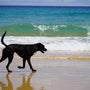 black labrador retriever on seashore during daytime
