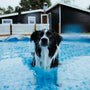 black and white border collie in water