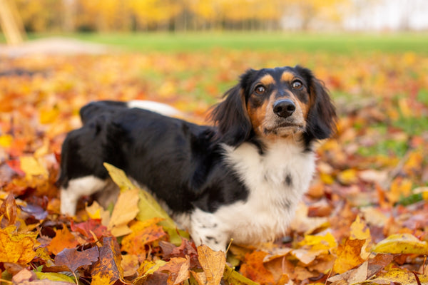 tricolor beagle on brown dried leaves during daytime