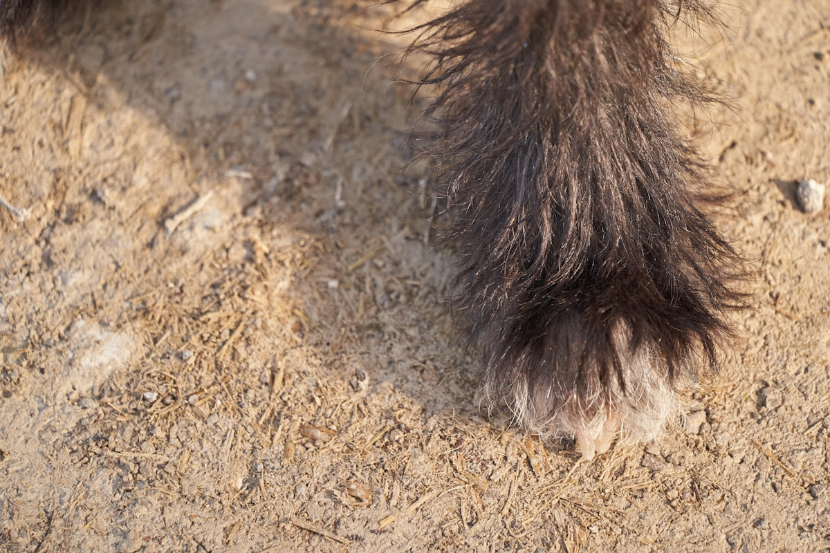 a close up of a furry animal's foot