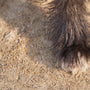 a close up of a furry animal's foot
