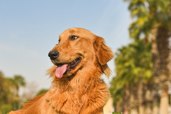 golden retriever sitting on green grass field during daytime