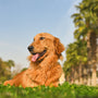 golden retriever sitting on green grass field during daytime