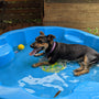 black and tan short coat small dog on blue round inflatable pool