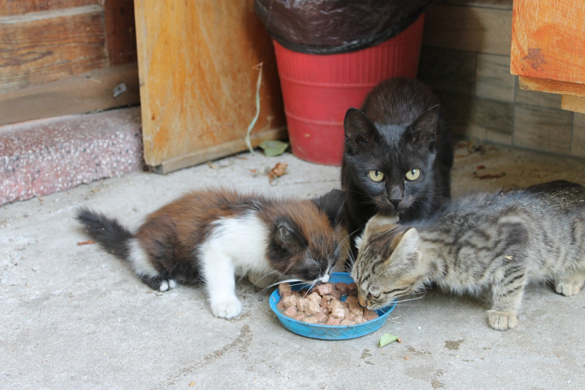 brown and white cat eating on blue plastic bowl