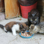 brown and white cat eating on blue plastic bowl