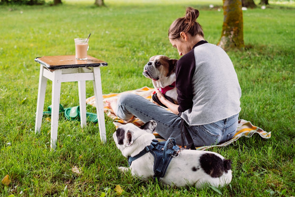 woman in gray shirt sitting on chair beside white and black short coated dog