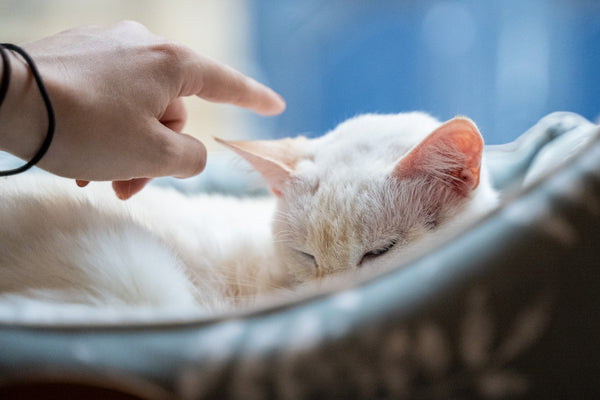 a person petting a white cat laying on top of a bed