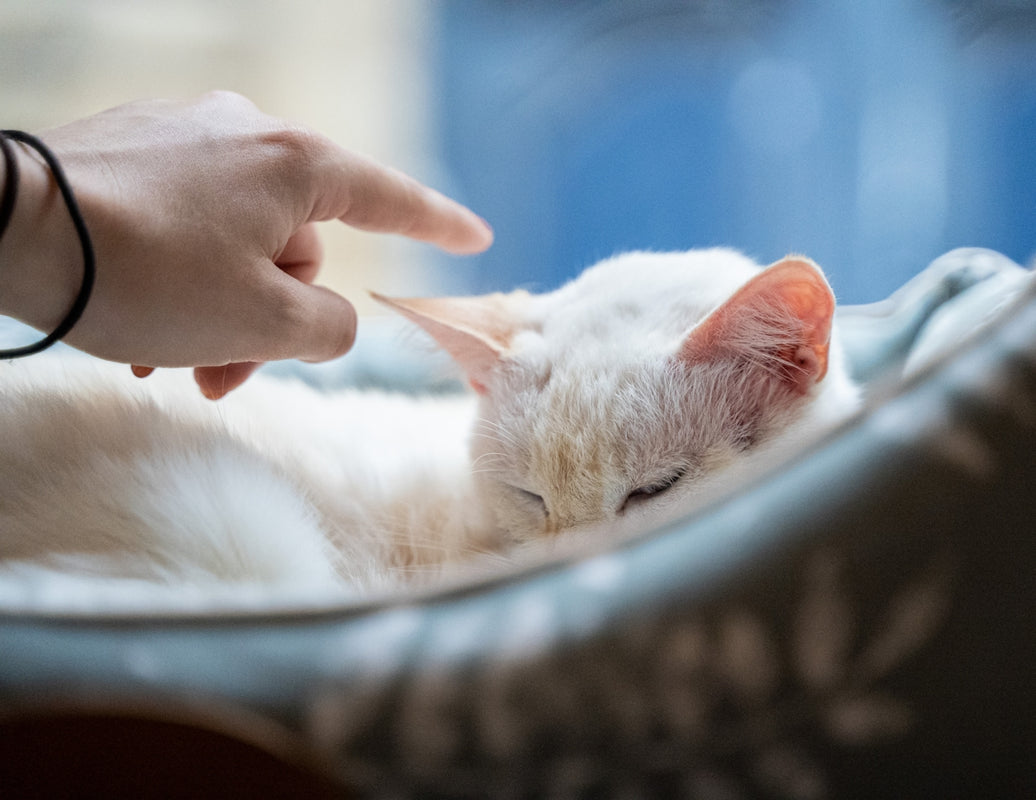 a person petting a white cat laying on top of a bed