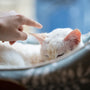 a person petting a white cat laying on top of a bed