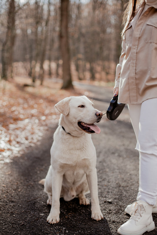 a white dog sitting on a road next to a woman